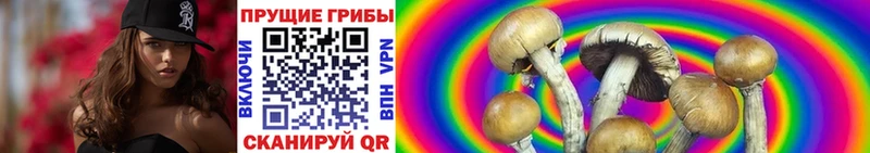 Галлюциногенные грибы Psilocybe блэк спрут онион Камышлов